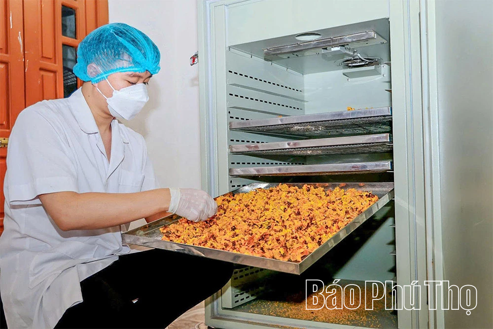 Gen Z “trồng vàng” trên núi