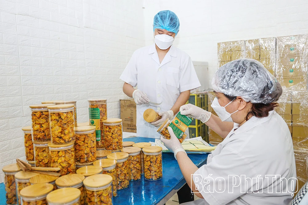 Gen Z “trồng vàng” trên núi