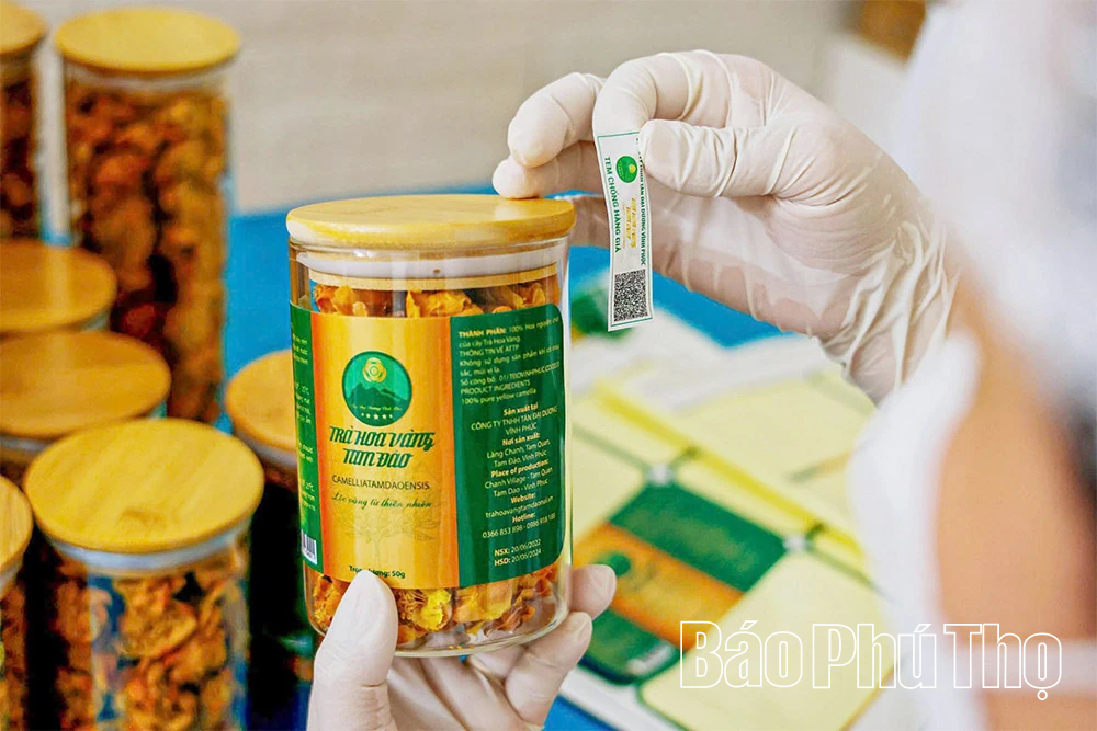 Gen Z “trồng vàng” trên núi