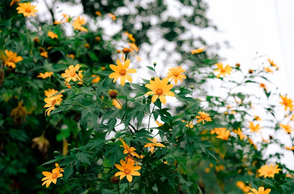 Con đường hoa dã quỳ nở vàng rực ở Vườn quốc gia Ba Vì