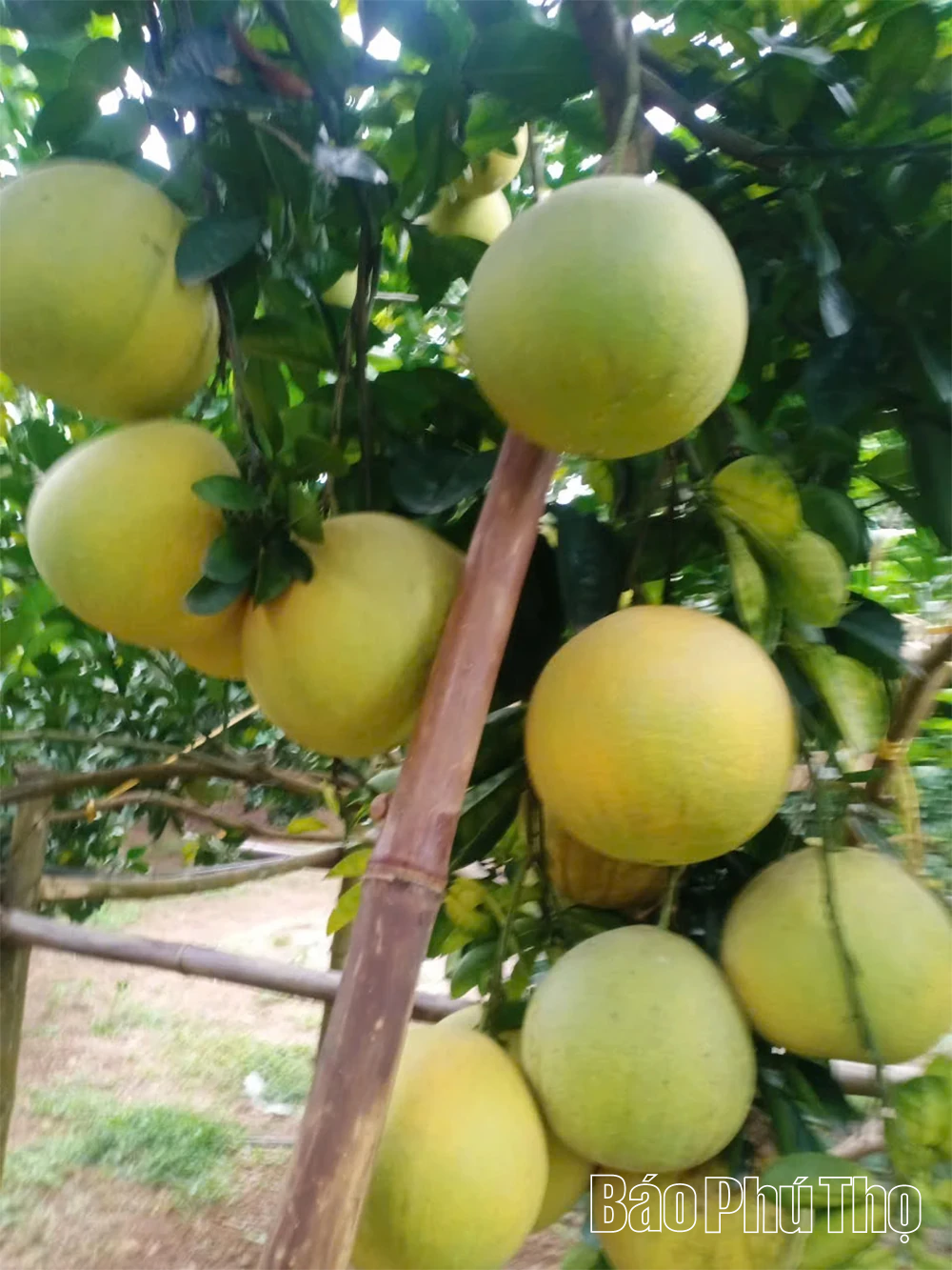 Giữ thương hiệu, giá trị bưởi đỏ Tân Lạc