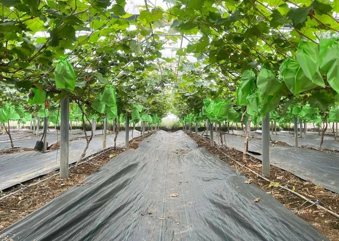 Biến khu đất hoang thành mô hình du lịch nông trại hút khách