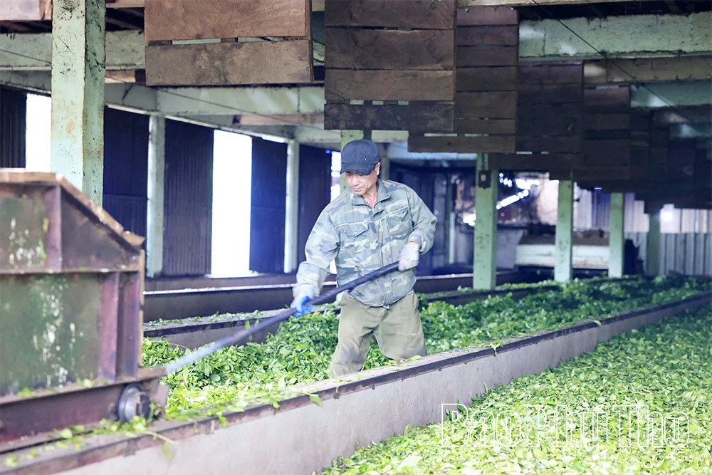 Chè Minh Đài vươn tầm “nguyên liệu ngoại”