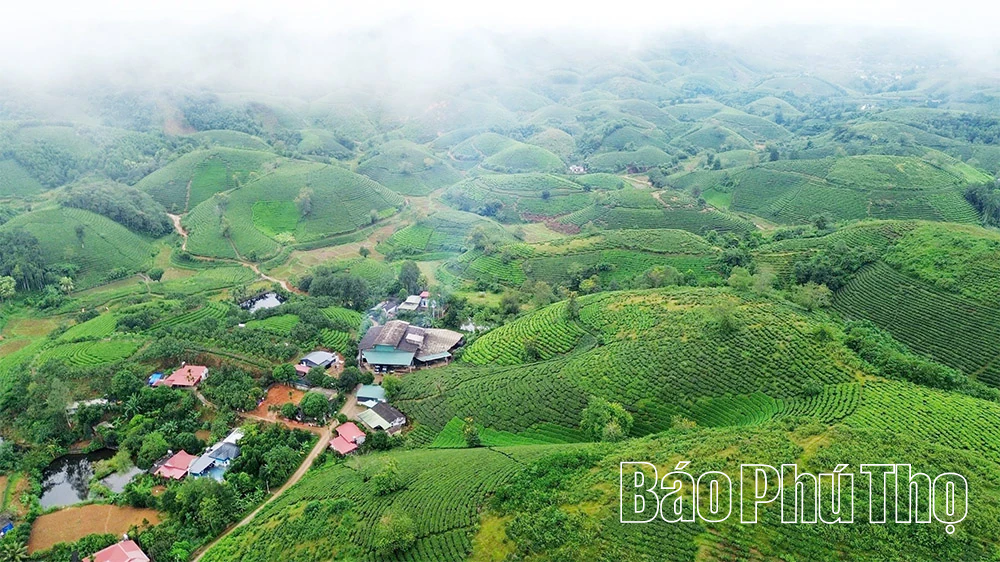 Chè Minh Đài vươn tầm “nguyên liệu ngoại”