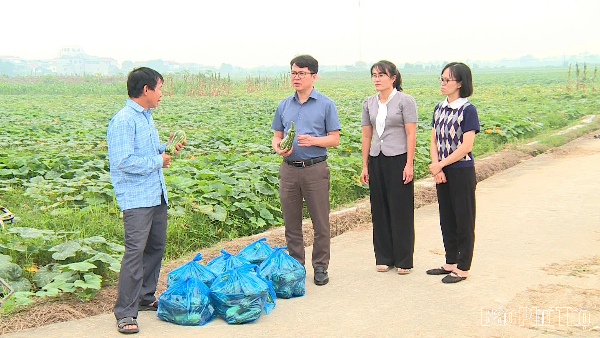 Tề Lỗ phát huy hiệu quả kinh tế từ cây bí đỏ vụ Đông