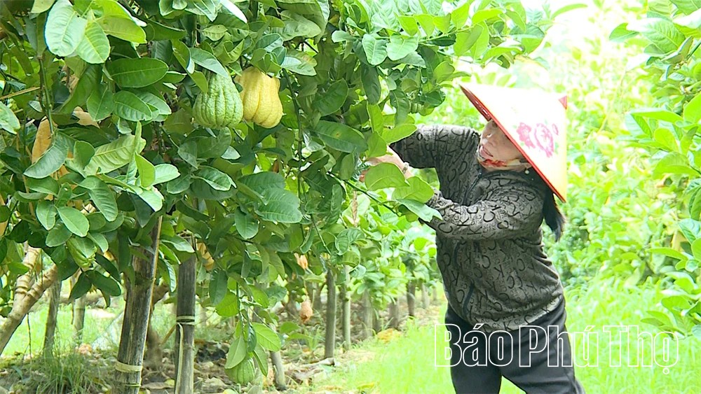 Điểm tựa tài chính vững chắc cho nông dân