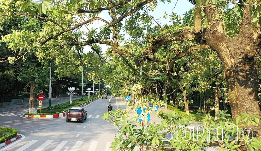 Hoa sữa - loài hoa của mùa nhớ