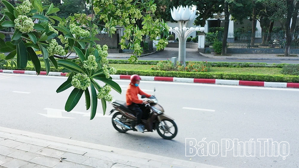 Hoa sữa - loài hoa của mùa nhớ