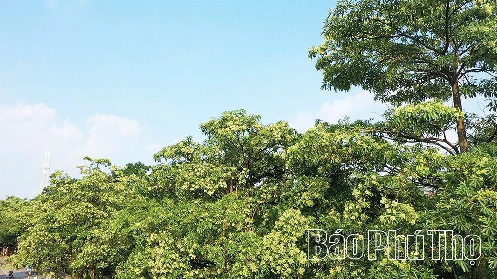 Hoa sữa - loài hoa của mùa nhớ