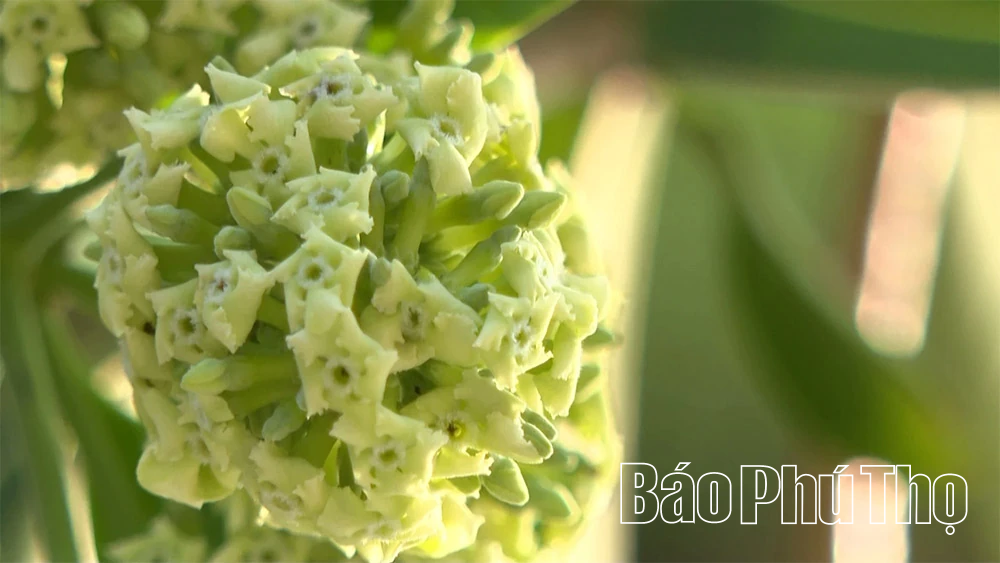 Hoa sữa - loài hoa của mùa nhớ