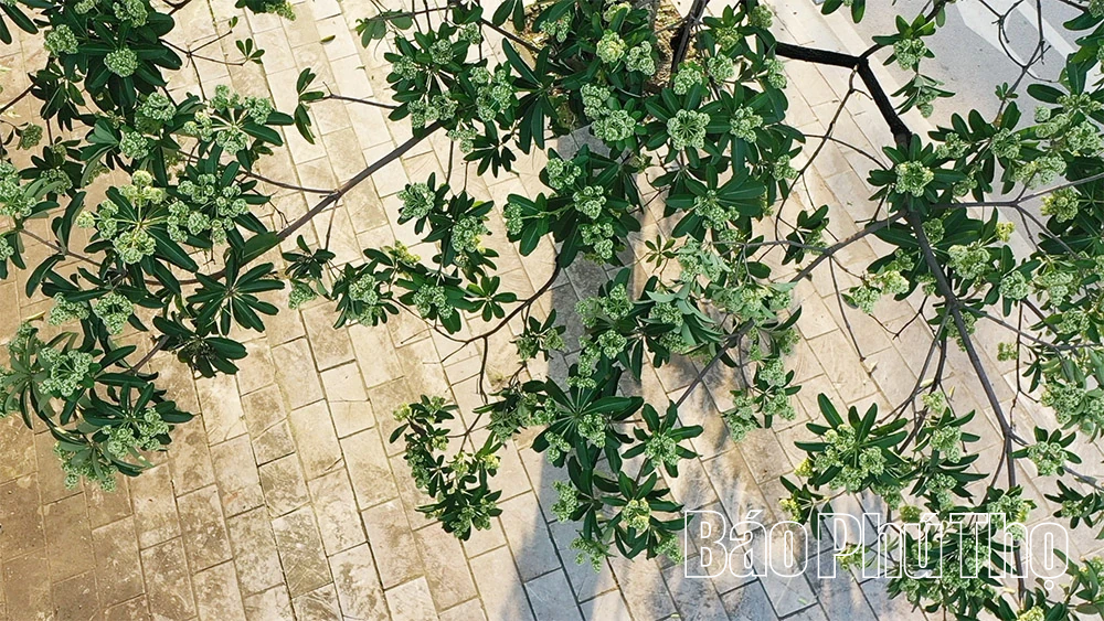 Hoa sữa - loài hoa của mùa nhớ