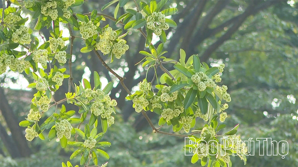 Hoa sữa - loài hoa của mùa nhớ