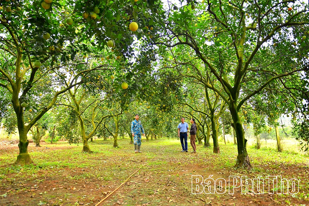 Mùa vàng Cao Phong