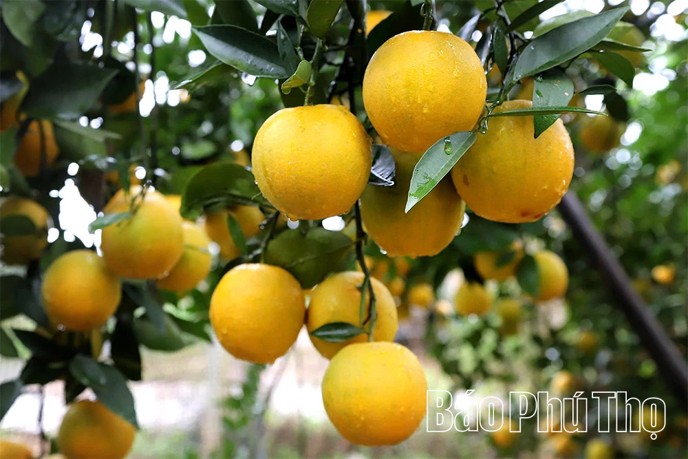 Mùa vàng Cao Phong