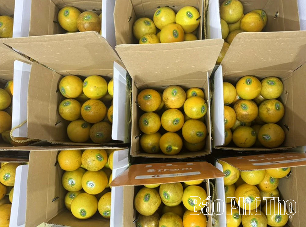 Mùa vàng Cao Phong