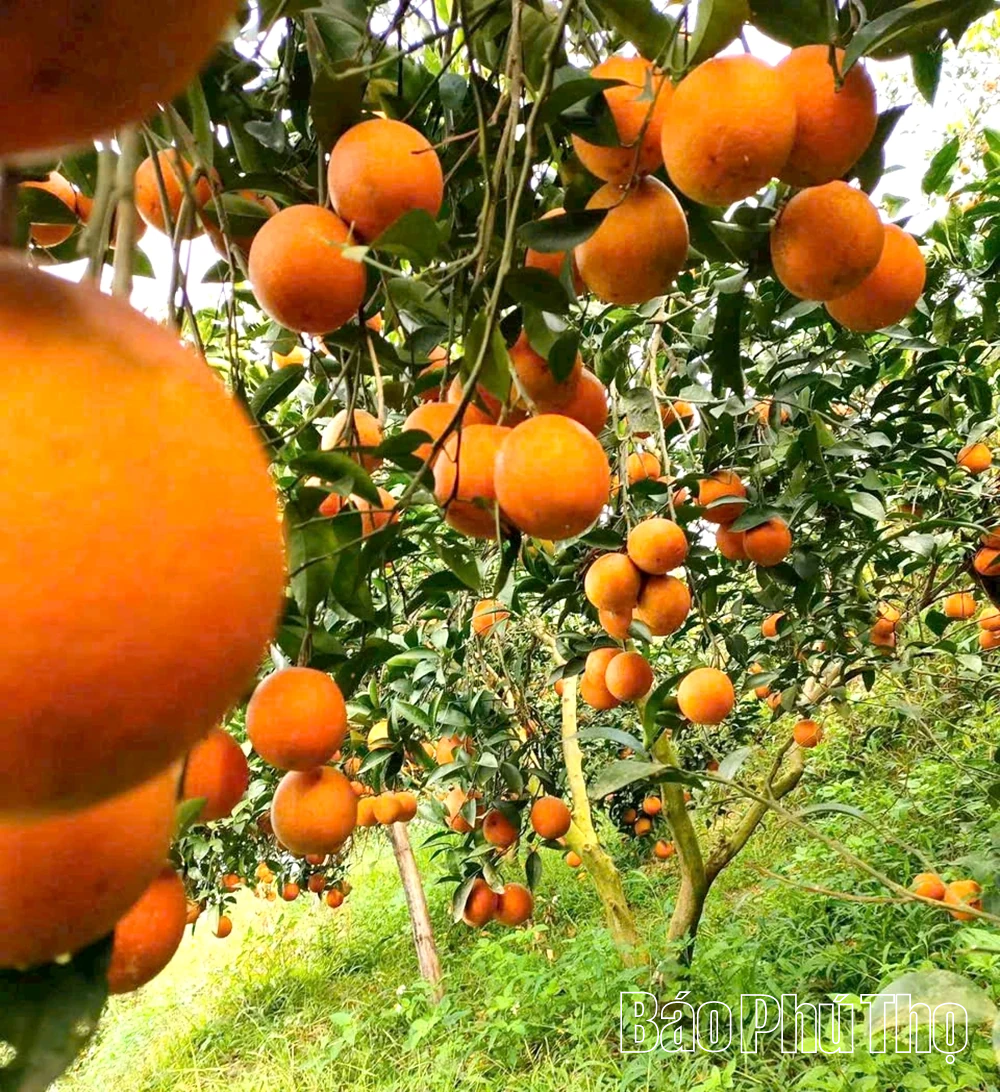 Khẳng định niềm tin từ sản xuất cam hữu cơ, an toàn