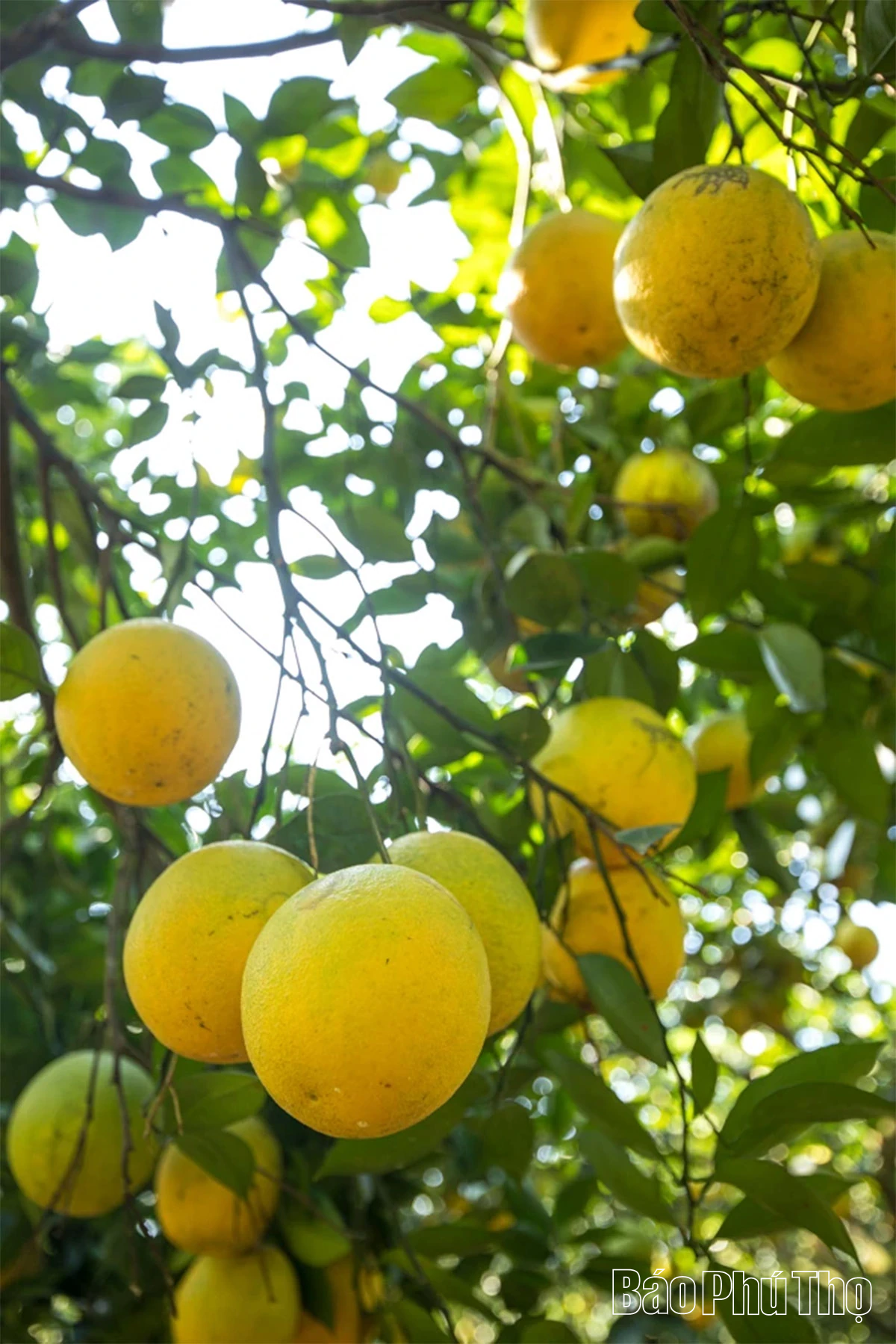 Trải nghiệm giữa sắc cam Cao Phong rực rỡ