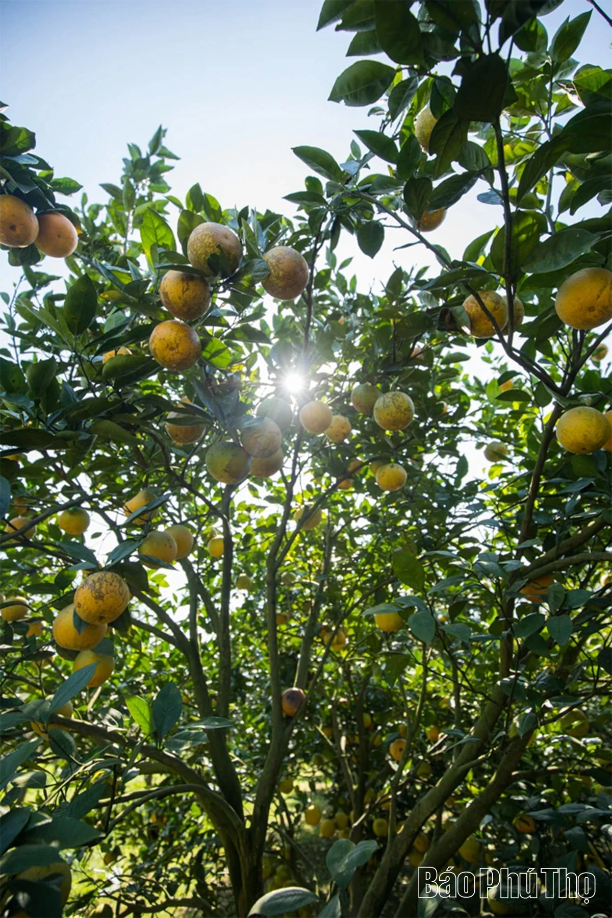 Trải nghiệm giữa sắc cam Cao Phong rực rỡ