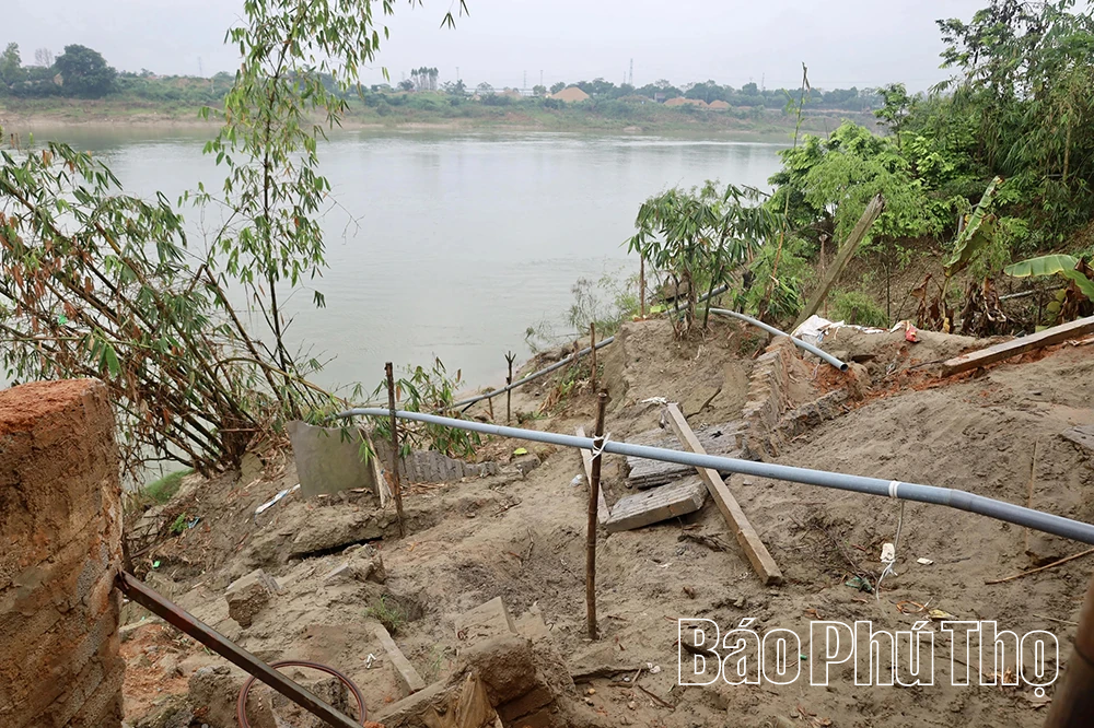 Sạt lở nghiêm trọng uy hiếp hàng chục hộ dân ven sông Lô tại xã Hải Lựu