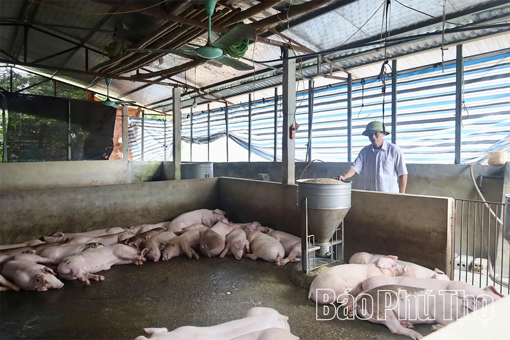 Sạt lở nghiêm trọng uy hiếp hàng chục hộ dân ven sông Lô tại xã Hải Lựu