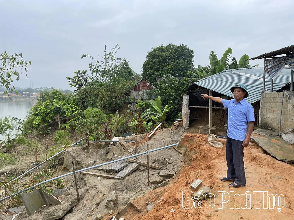 Sạt lở nghiêm trọng uy hiếp hàng chục hộ dân ven sông Lô tại xã Hải Lựu