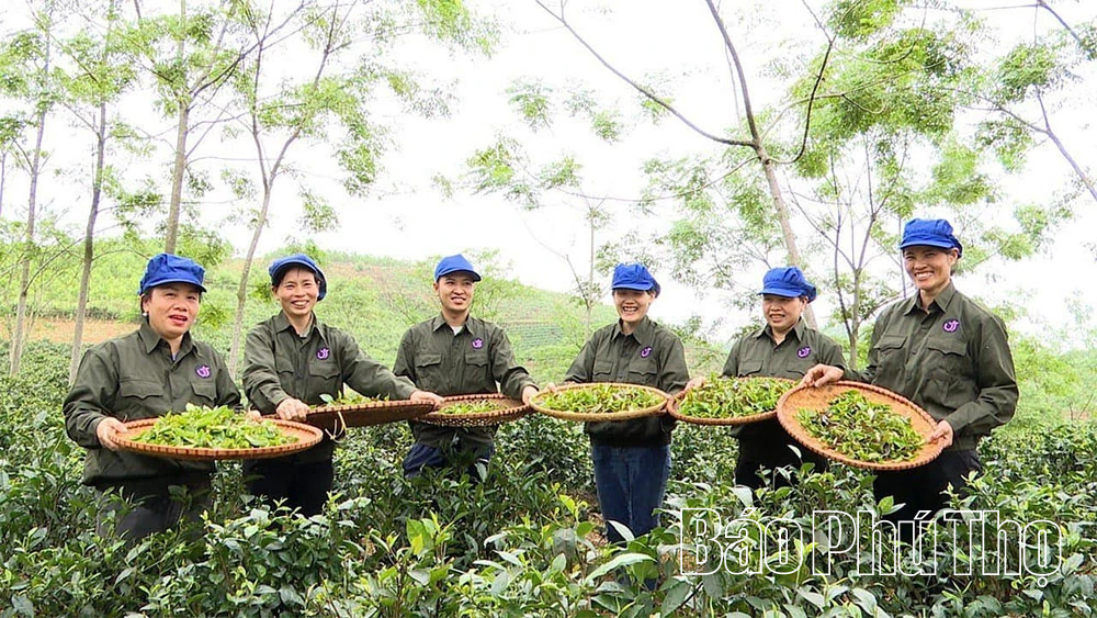 Phát triển sản phẩm OCOP tạo sinh kế bền vững cho lao động nông thôn