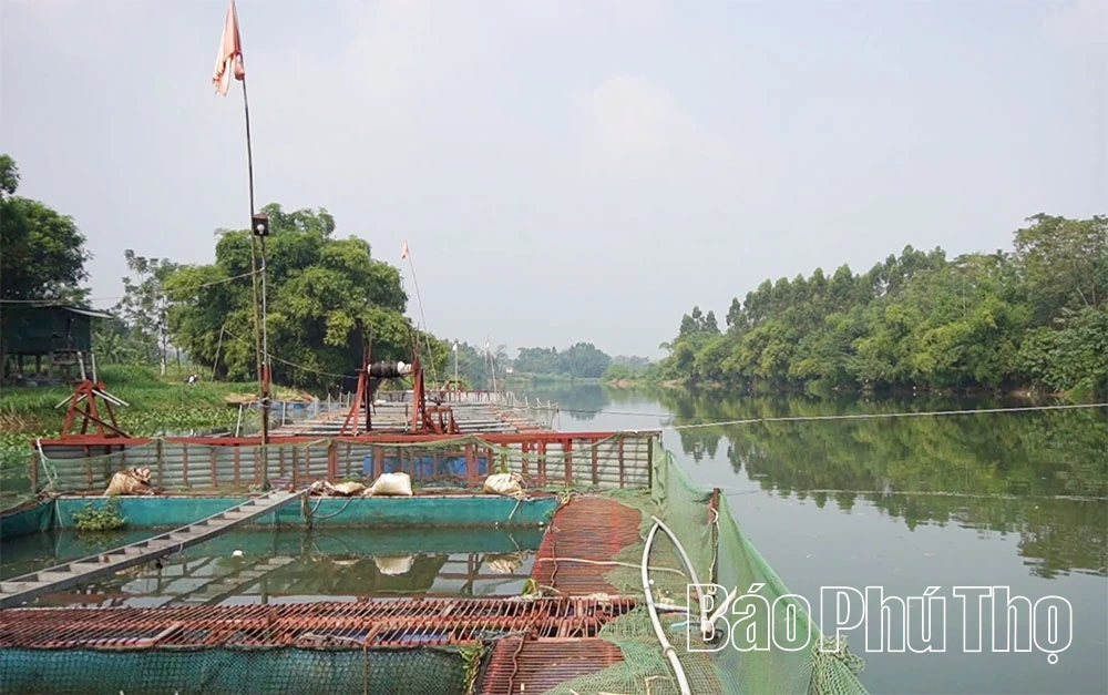Giữa dòng Phó Đáy, người phụ nữ thắp lửa sinh kế từ những lồng cá