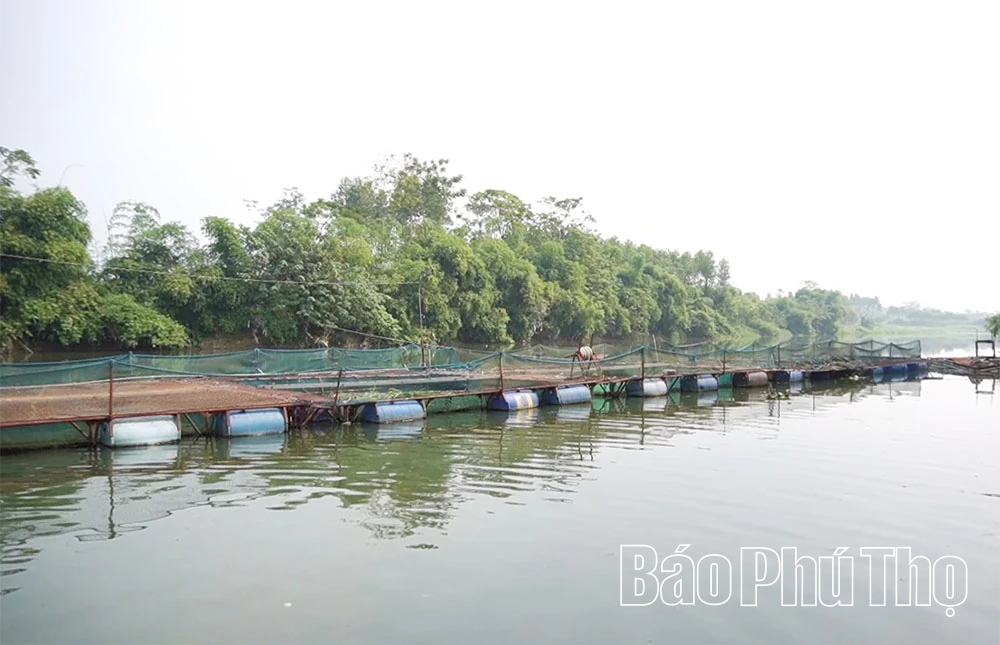 Giữa dòng Phó Đáy, người phụ nữ thắp lửa sinh kế từ những lồng cá