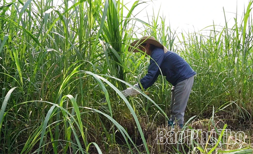 Giữa dòng Phó Đáy, người phụ nữ thắp lửa sinh kế từ những lồng cá