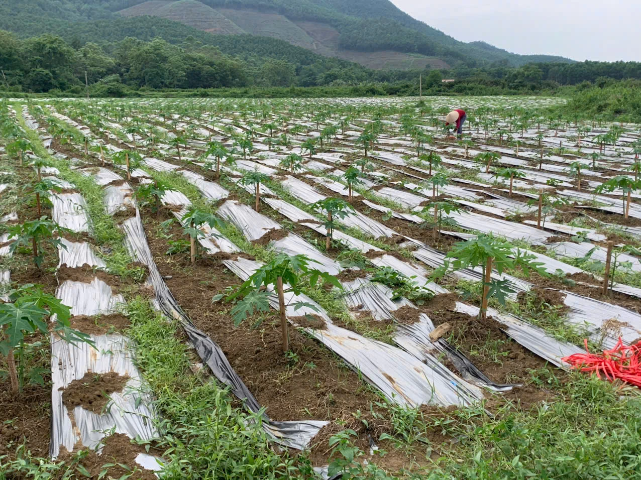 Tạo chuỗi liên kết bền vững, mở đường đưa nông sản Đất Tổ vươn xa