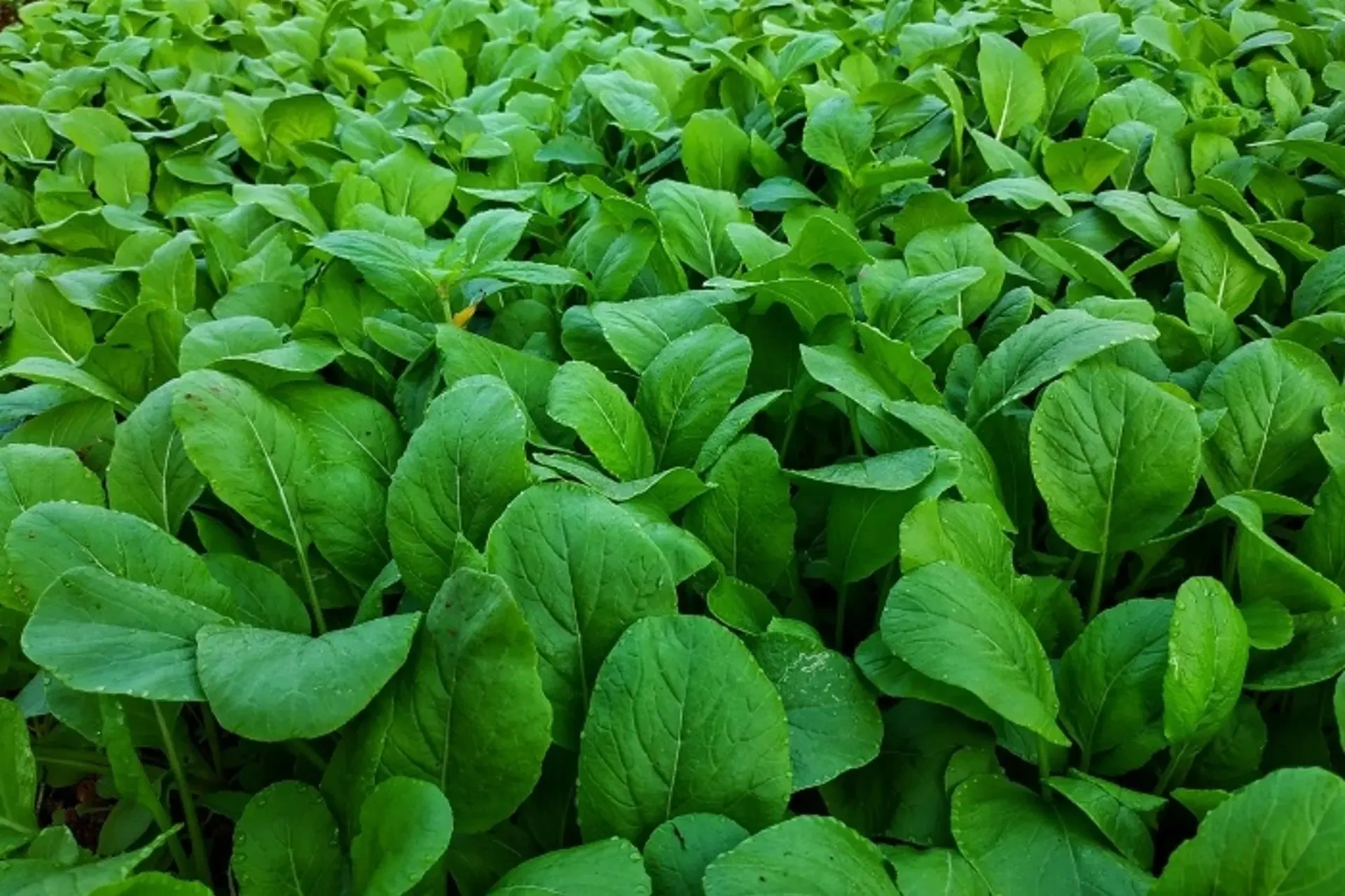 Giá cả thị trường ngày 11/12/2025