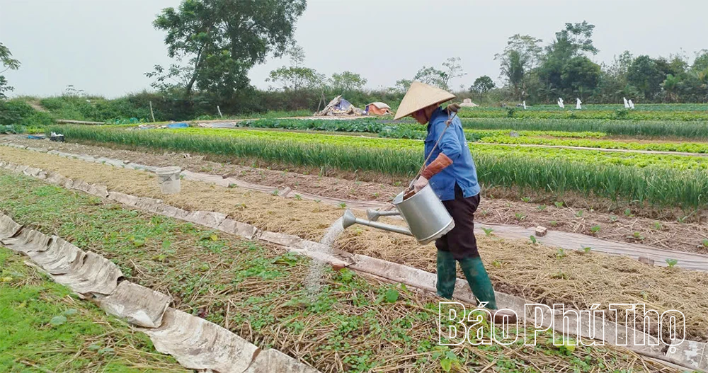 Lợi thế vụ Đông