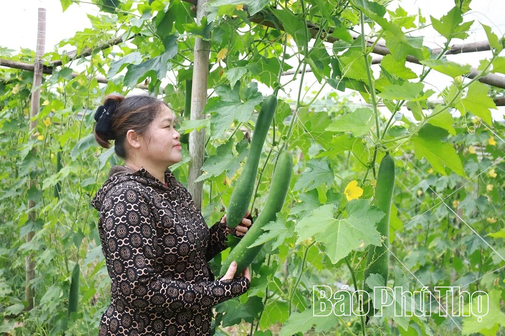 Phụ nữ xã Hợp Kim phát huy vai trò nòng cốt trong công tác giảm nghèo