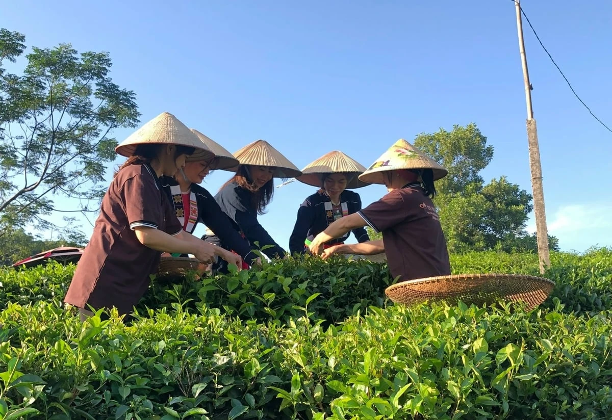 Hợp tác xã - chìa khóa giảm nghèo bền vững ở Thái Nguyên