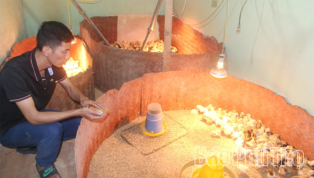 Chăn gà du mục - Bảo tồn và phát huy nguồn gen gà nhiều cựa Tân Sơn