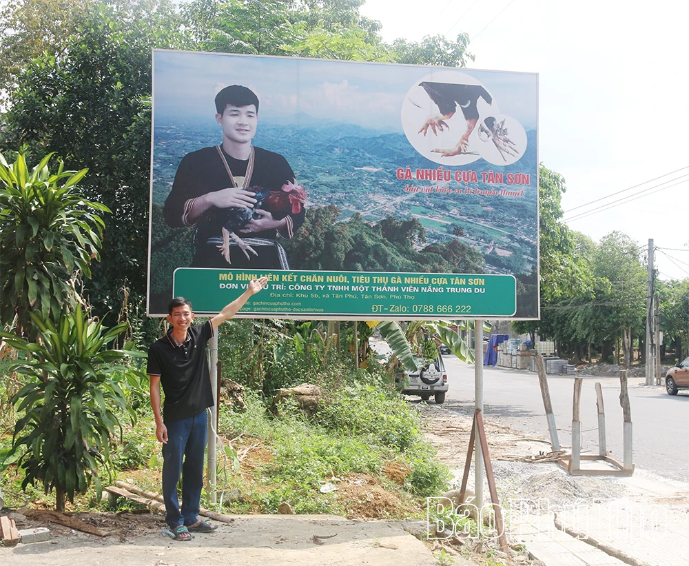 Chăn gà du mục - Bảo tồn và phát huy nguồn gen gà nhiều cựa Tân Sơn