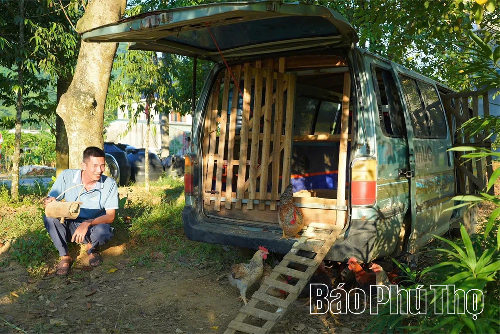 Chăn gà du mục - Bảo tồn và phát huy nguồn gen gà nhiều cựa Tân Sơn