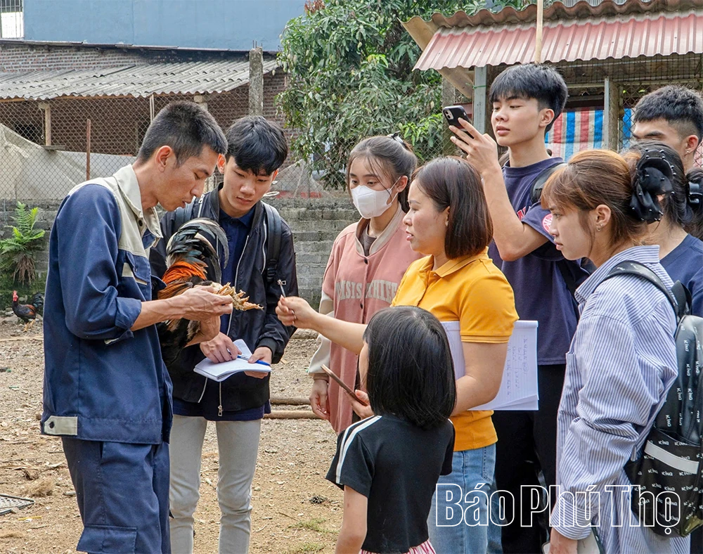 Chăn gà du mục - Bảo tồn và phát huy nguồn gen gà nhiều cựa Tân Sơn