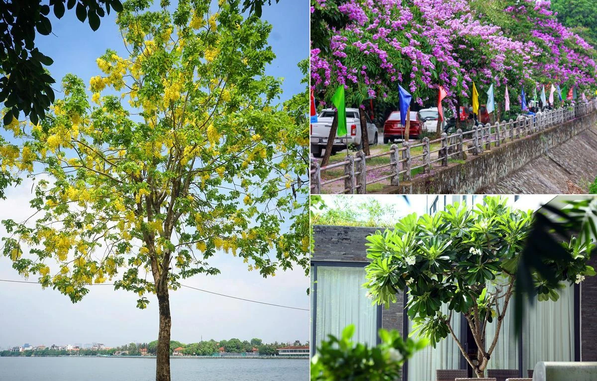 Thị trường cây xanh công trình cuối năm: Xu hướng chọn cây bản địa lên ngôi