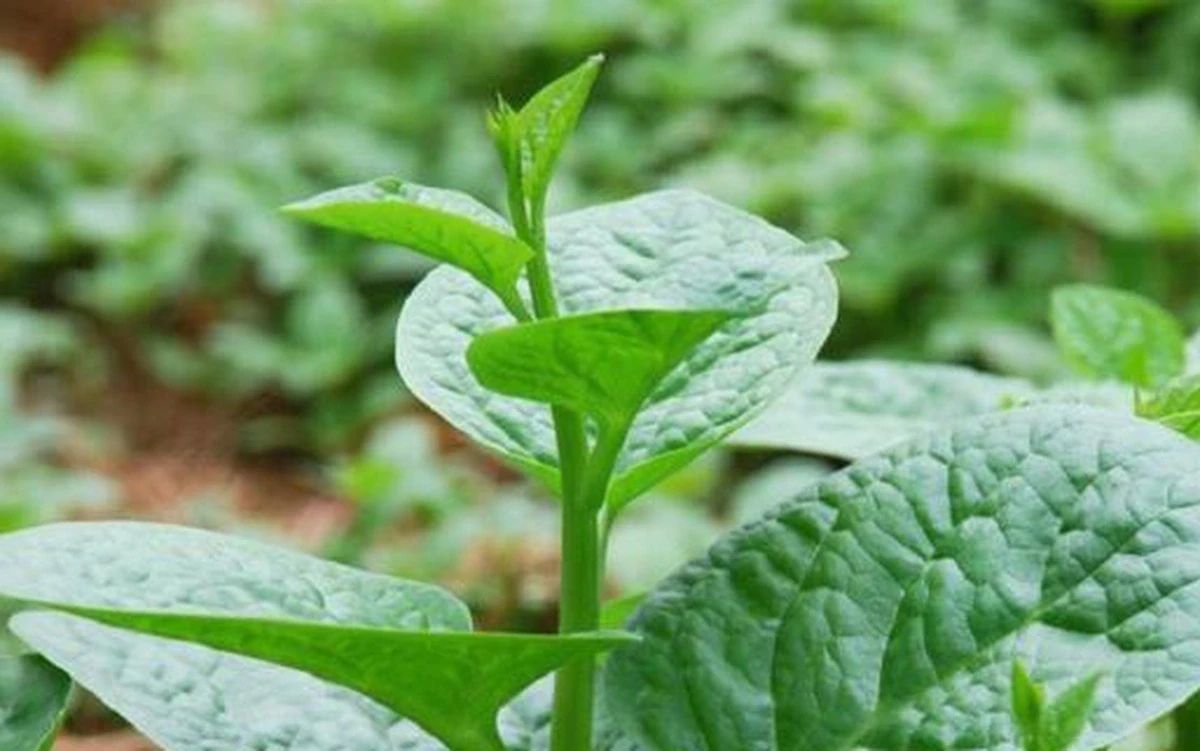 Giá cả thị trường ngày 16/12/2025