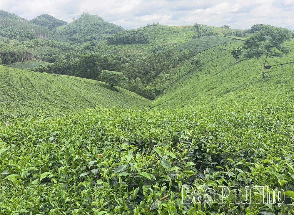 Đất quê vương vấn tình chè