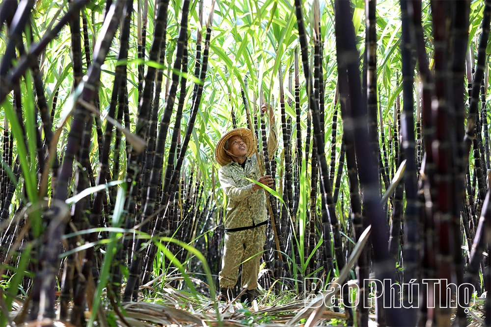 Mía ngọt Mường Thàng