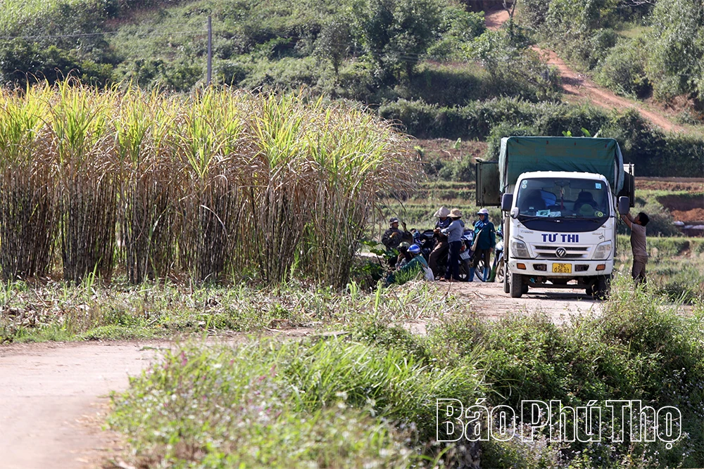 Mía ngọt Mường Thàng