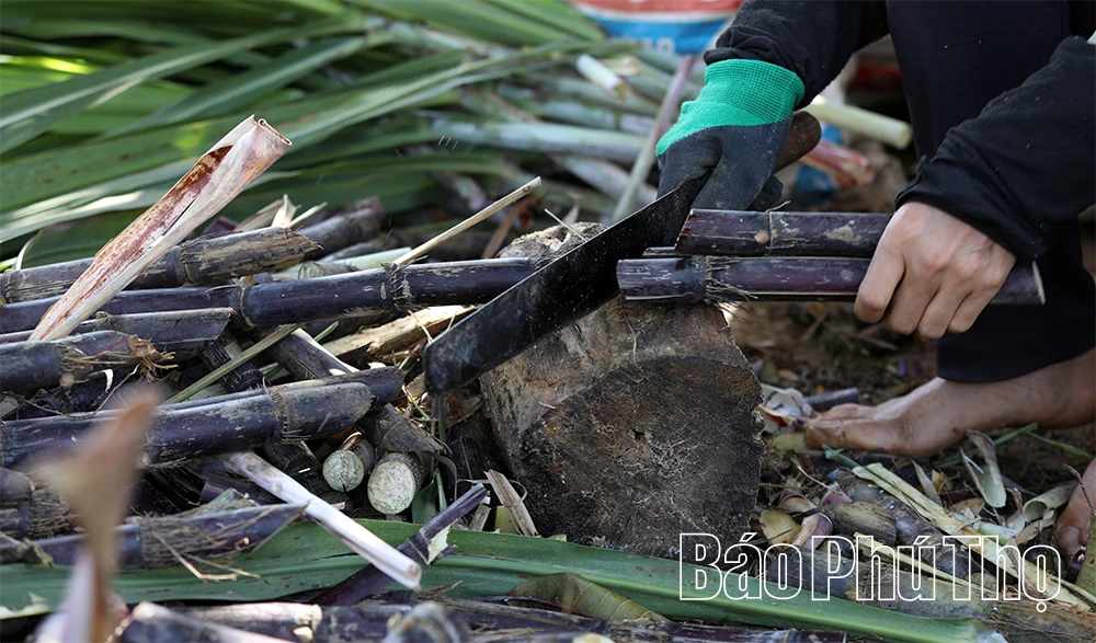 Mía ngọt Mường Thàng