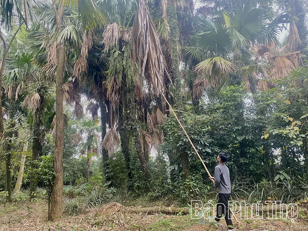 Lạ miệng từ món xôi cọ