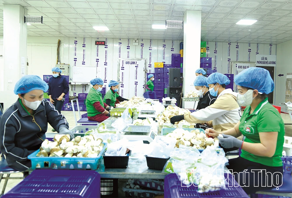 Gắn sản xuất với chế biến - nâng cao giá trị nông sản