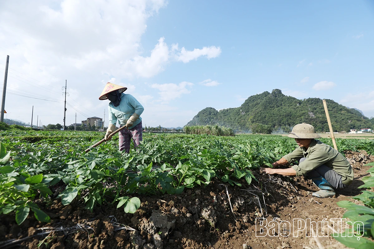 Xã Kim Bôi đẩy mạnh sản xuất vụ đông