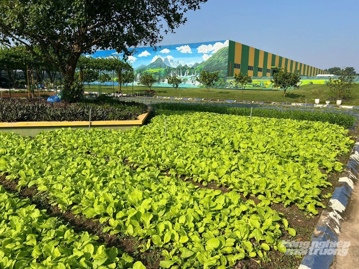 Thanh Hóa lan tỏa phong trào sản xuất sạch gắn với bảo vệ môi trường