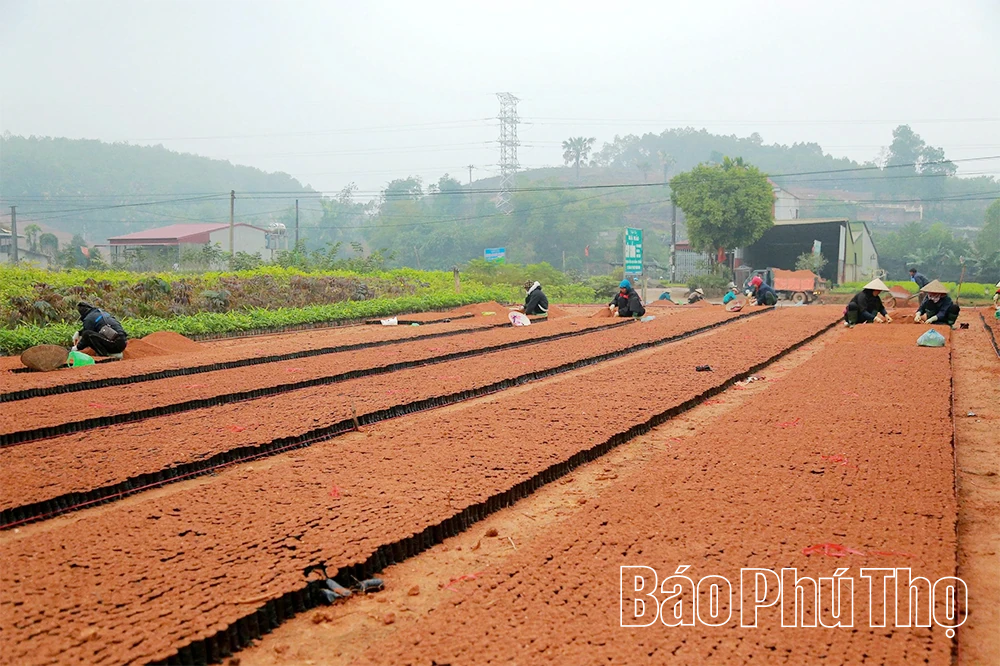 “Đánh thức” mầm xanh