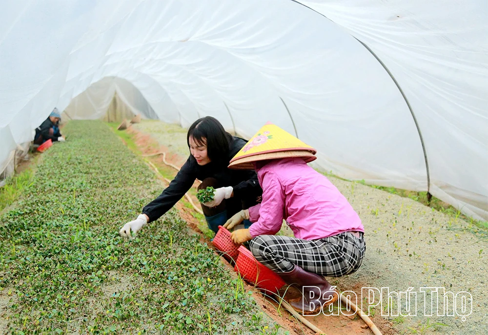 “Đánh thức” mầm xanh